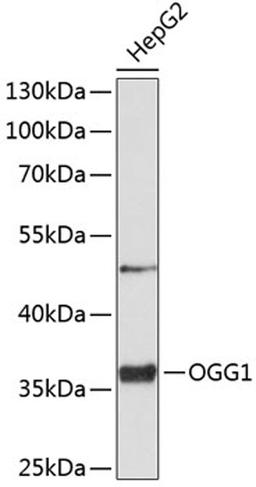 Western blot - OGG1 antibody (A2268)