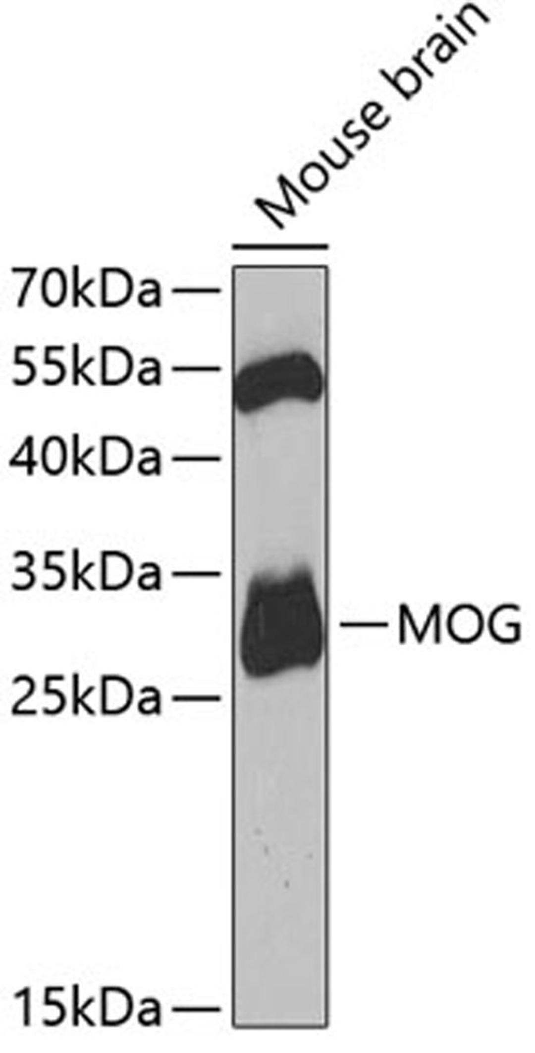 Western blot - MOG antibody (A5353)