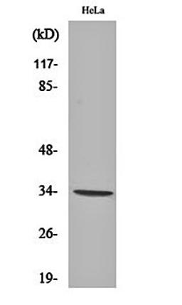 Western blot analysis of Hela cell lysates using Olfactory receptor 7C1 antibody