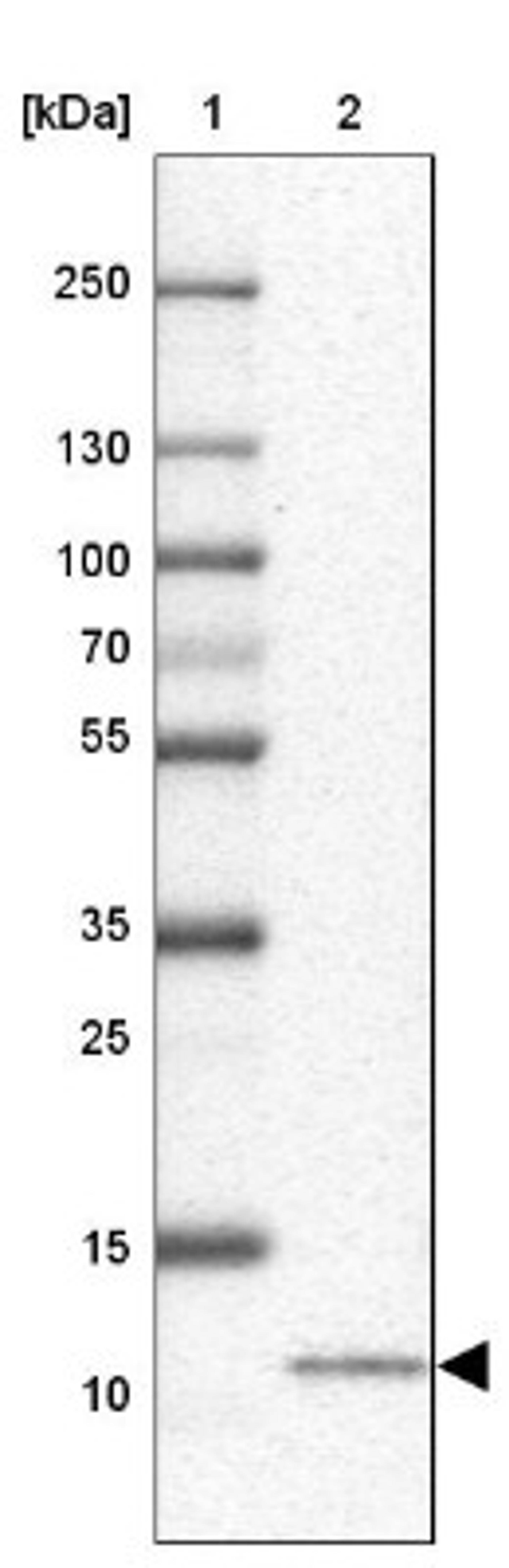 Western Blot: CXCL8/IL-8 Antibody [NBP2-33819] - Lane 1: Marker [kDa] 250, 130, 100, 70, 55, 35, 25, 15, 10<br/>Lane 2: U-87 MG