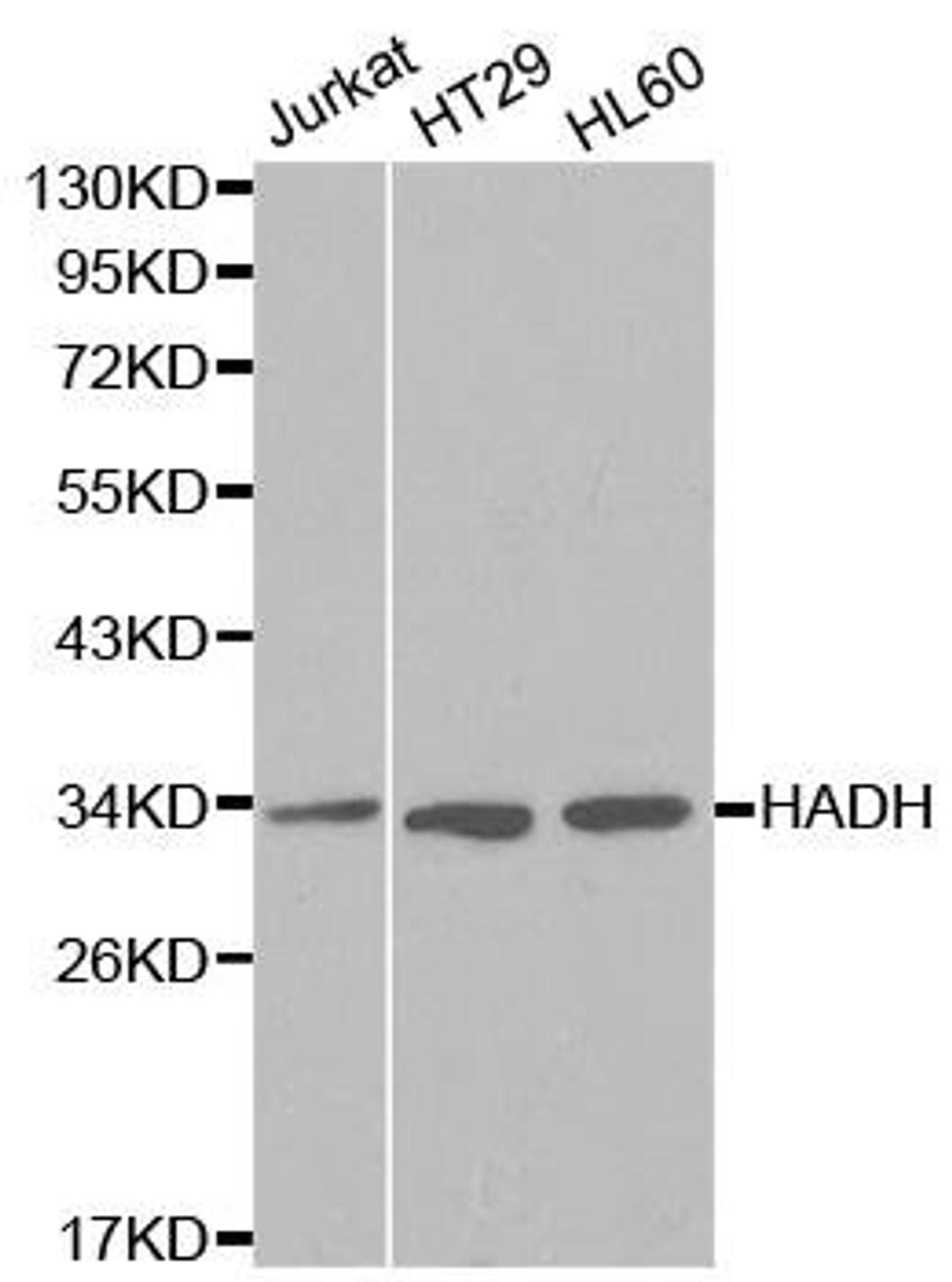 Western blot analysis of extracts of various cell lines using HADH antibody