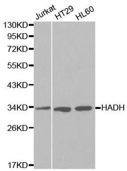 Western blot analysis of extracts of various cell lines using HADH antibody