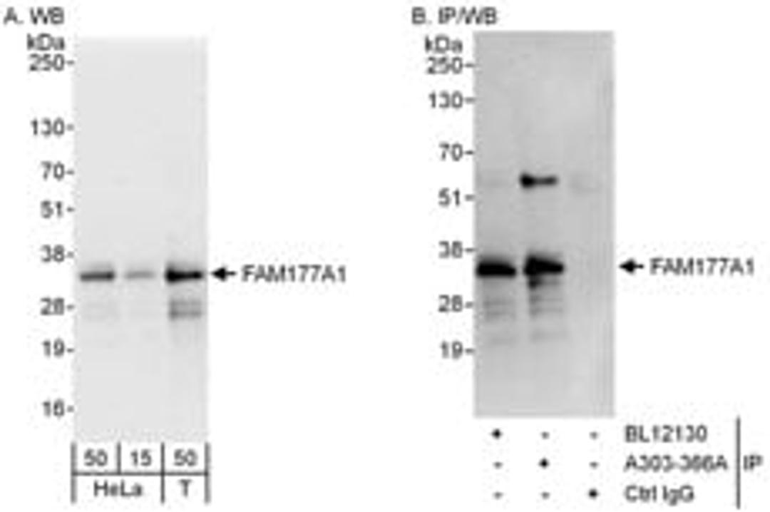 Detection of human FAM177A1 by western blot and immunoprecipitation.