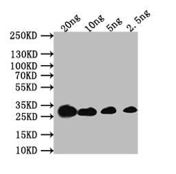 Western Blot. Positive WB detected in: recombinant protein. All lanes: acrB Antibody at 1:1000. Secondary. Goat polyclonal to rabbit IgG at 1/50000 dilution. Predicted band size: 30 kDa. Observed band size: 30 kDa. 