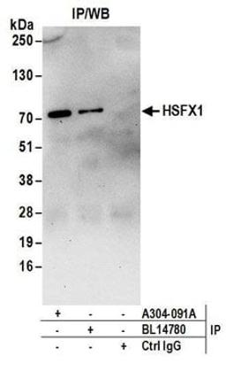 Detection of human HSFX1 by western blot of immunoprecipitates.