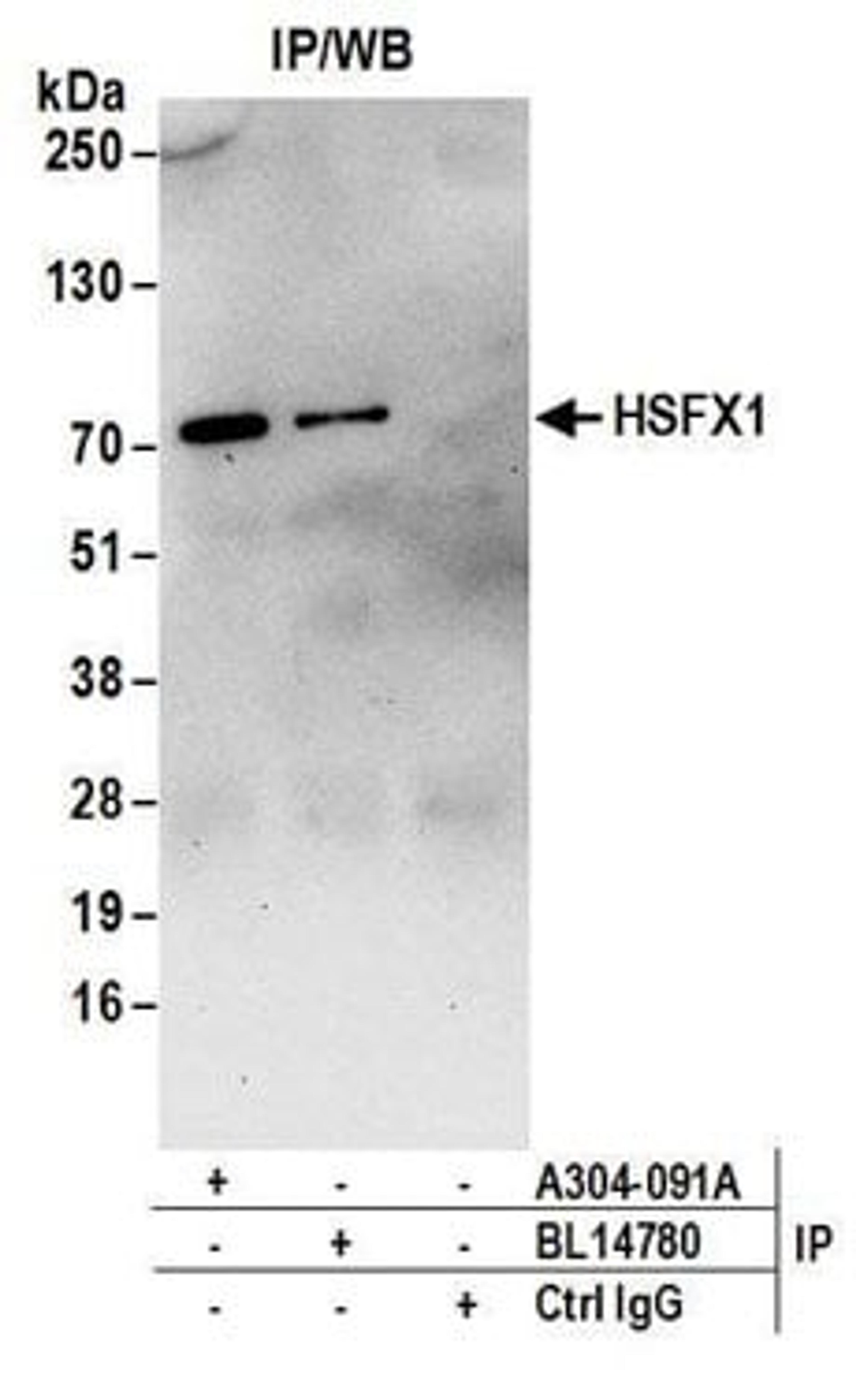 Detection of human HSFX1 by western blot of immunoprecipitates.