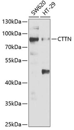 Western blot - CTTN antibody (A5795)