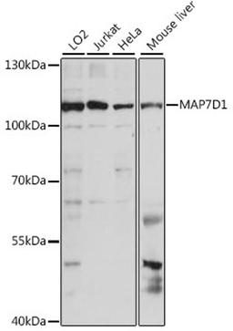 Western blot - MAP7D1 antibody (A15862)