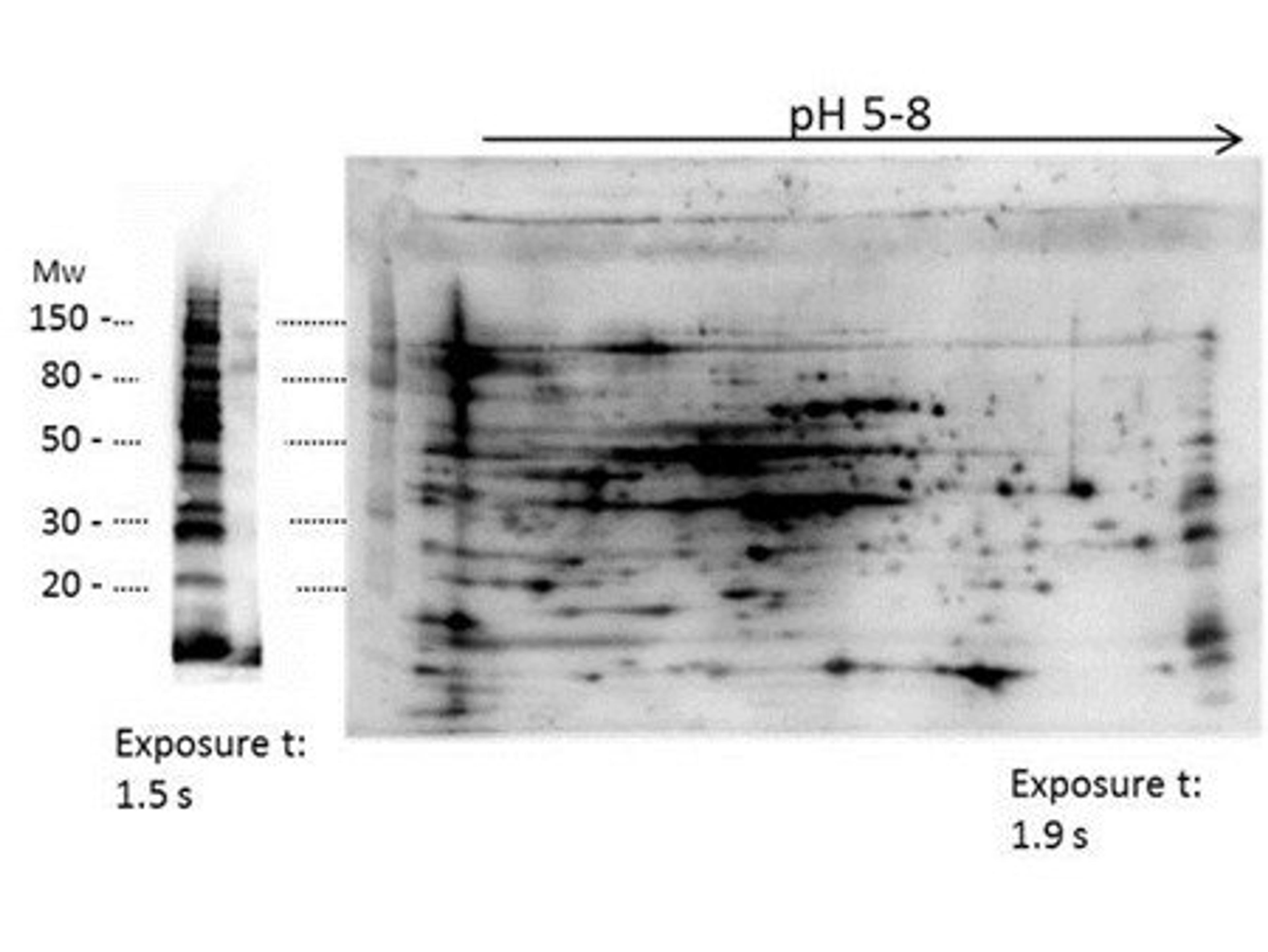 Western blot analysis of E.coli Low Molecular Weight Host Cell Protein using LMW E.Coli Host Cell Protein antibody