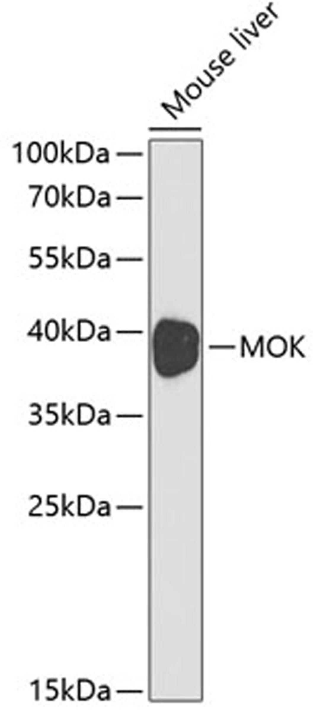 Western blot - MOK antibody (A1786)