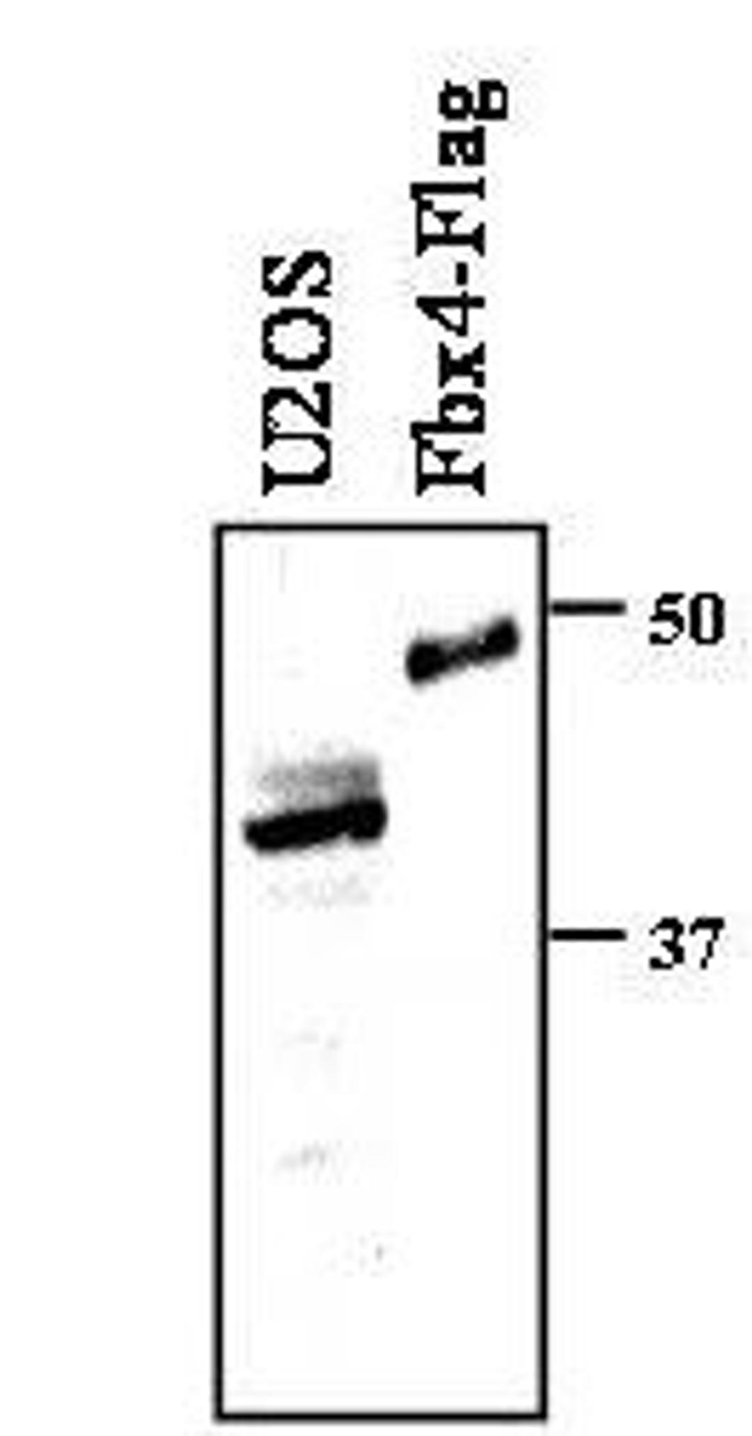 Western blot analysis of Whole cell extracts prepared from U2OS cells, or insect Sf9 cells using FBXO4 antibody