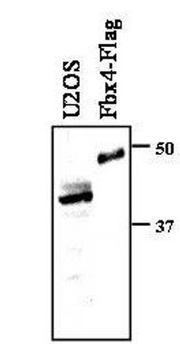 Western blot analysis of Whole cell extracts prepared from U2OS cells, or insect Sf9 cells using FBXO4 antibody