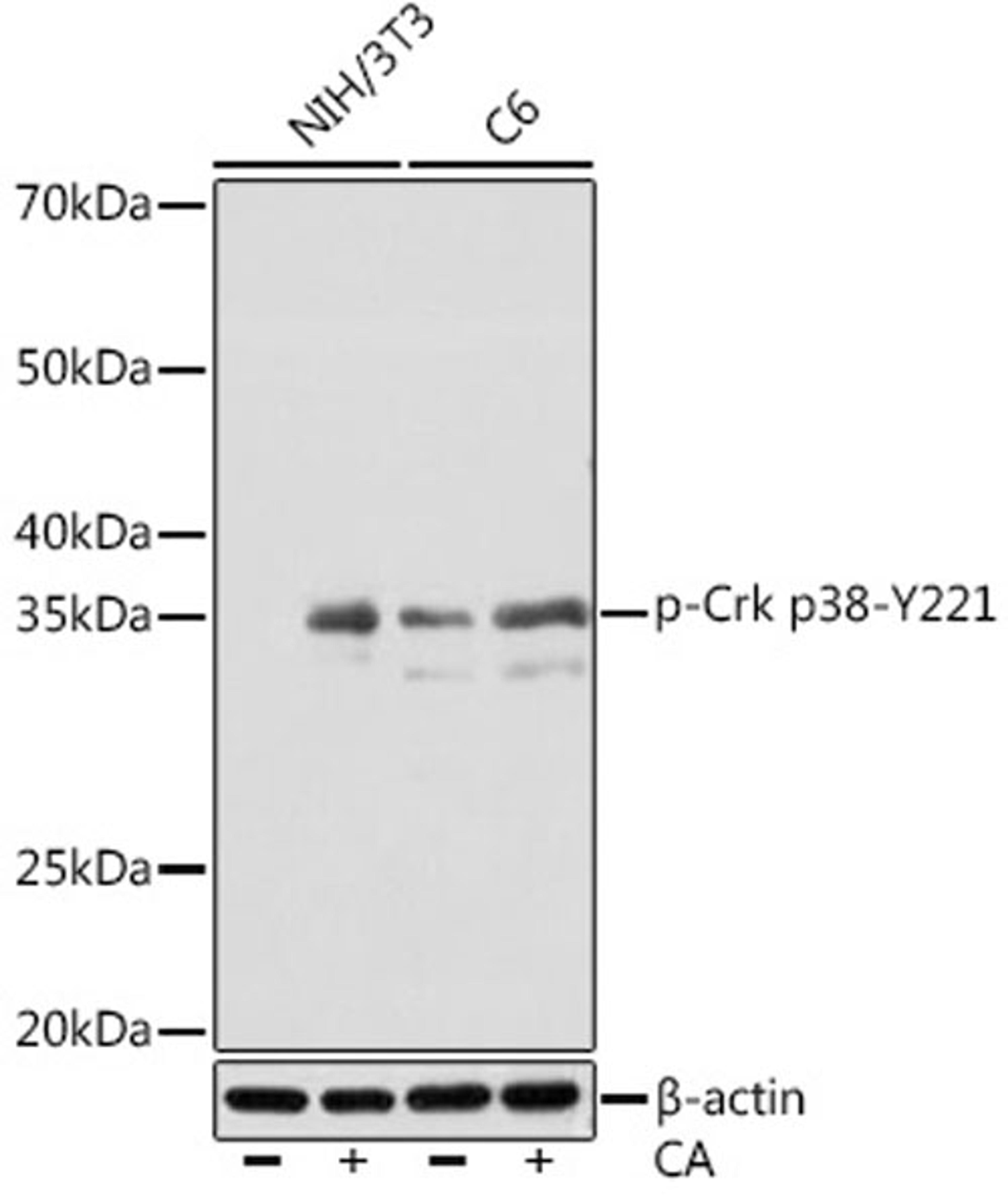 Western blot - Phospho-Crk p38-Y221 Rabbit mAb (AP1150)