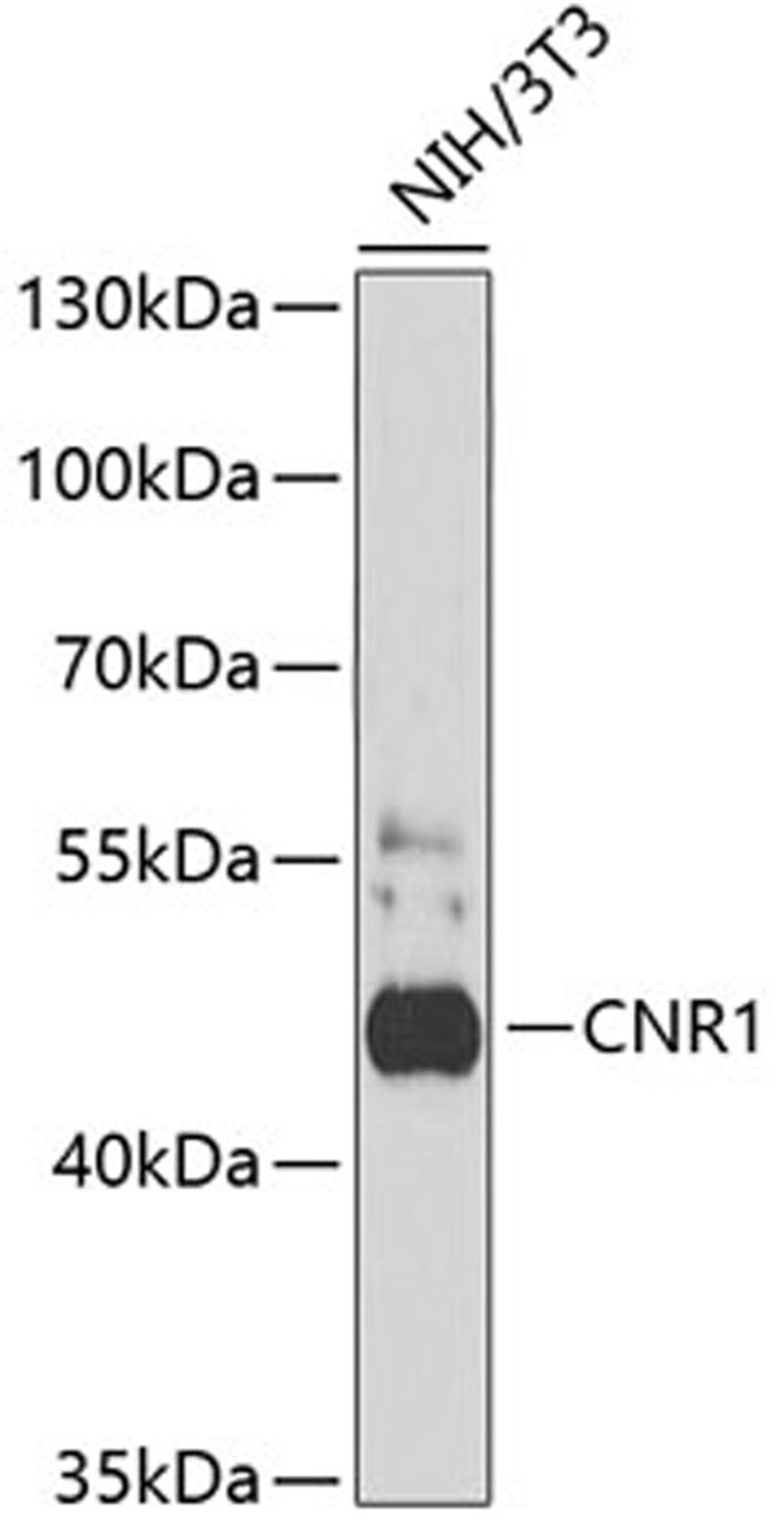 Western blot - CNR1 antibody (A1447)