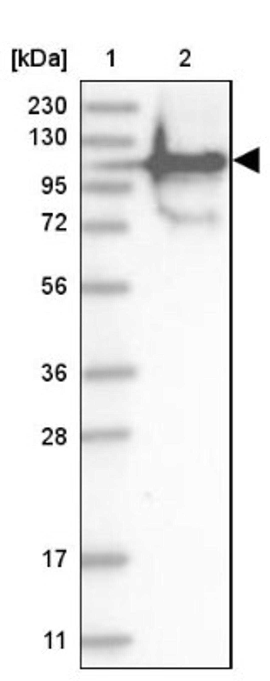 Western Blot: FAM35A Antibody [NBP1-88980] - Lane 1: Marker [kDa] 230, 130, 95, 72, 56, 36, 28, 17, 11<br/>Lane 2: Human cell line RT-4