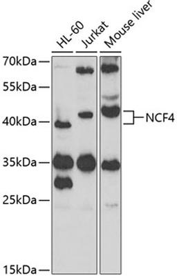 Western blot - NCF4 antibody (A2096)