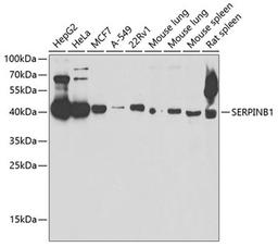 Western blot - SERPINB1 antibody (A6257)