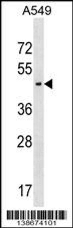 Western blot analysis in A549 cell line lysates (35ug/lane).This demonstrates the AGPAT5 antibody detected the AGPAT5 protein (arrow).