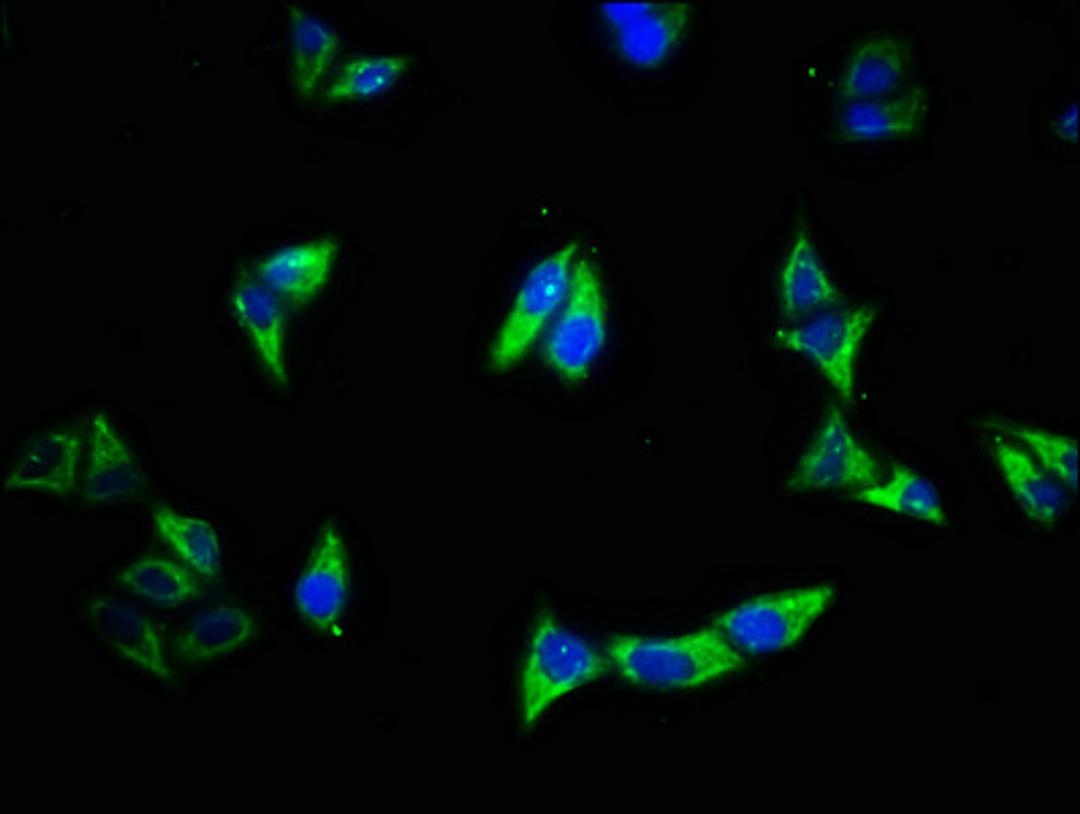 Immunofluorescence staining of Hela cells with CSB-PA10279A0Rb at 1:500, counter-stained with DAPI. The cells were fixed in 4% formaldehyde, permeabilized using 0.2% Triton X-100 and blocked in 10% normal Goat Serum. The cells were then incubated with the antibody overnight at 4°C. The secondary antibody was Alexa Fluor 488-congugated AffiniPure Goat Anti-Rabbit IgG(H+L).