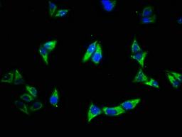 Immunofluorescence staining of Hela cells with CSB-PA10279A0Rb at 1:500, counter-stained with DAPI. The cells were fixed in 4% formaldehyde, permeabilized using 0.2% Triton X-100 and blocked in 10% normal Goat Serum. The cells were then incubated with the antibody overnight at 4°C. The secondary antibody was Alexa Fluor 488-congugated AffiniPure Goat Anti-Rabbit IgG(H+L).