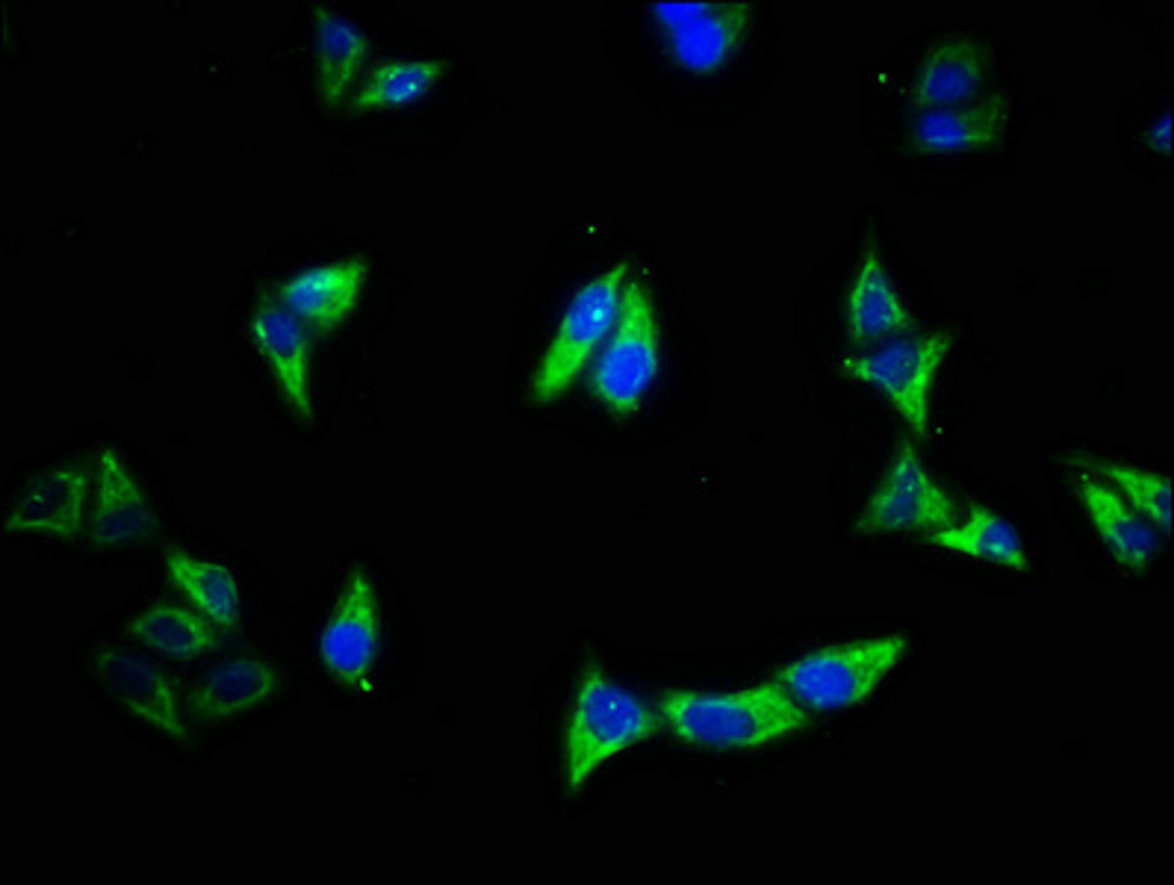 Immunofluorescence staining of Hela cells with CSB-PA10279A0Rb at 1:500, counter-stained with DAPI. The cells were fixed in 4% formaldehyde, permeabilized using 0.2% Triton X-100 and blocked in 10% normal Goat Serum. The cells were then incubated with the antibody overnight at 4°C. The secondary antibody was Alexa Fluor 488-congugated AffiniPure Goat Anti-Rabbit IgG(H+L).