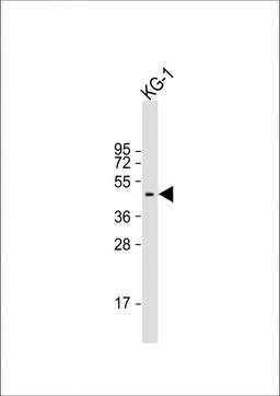 Western Blot at 1:2000 dilution + KG-1 whole cell lysate Lysates/proteins at 20 ug per lane.