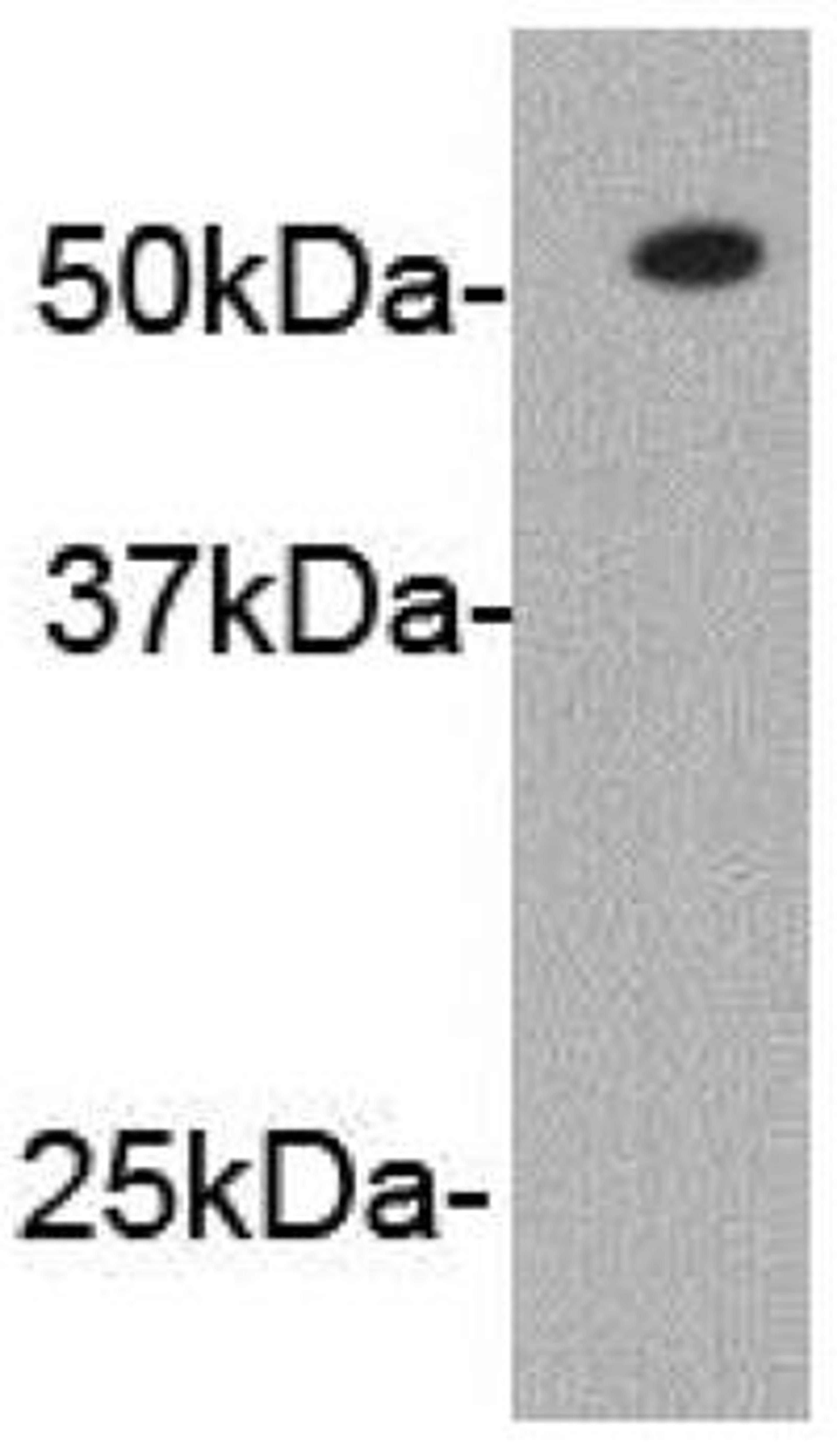 Western blot analysis of rabbit serum using IgG heavy chain antibody