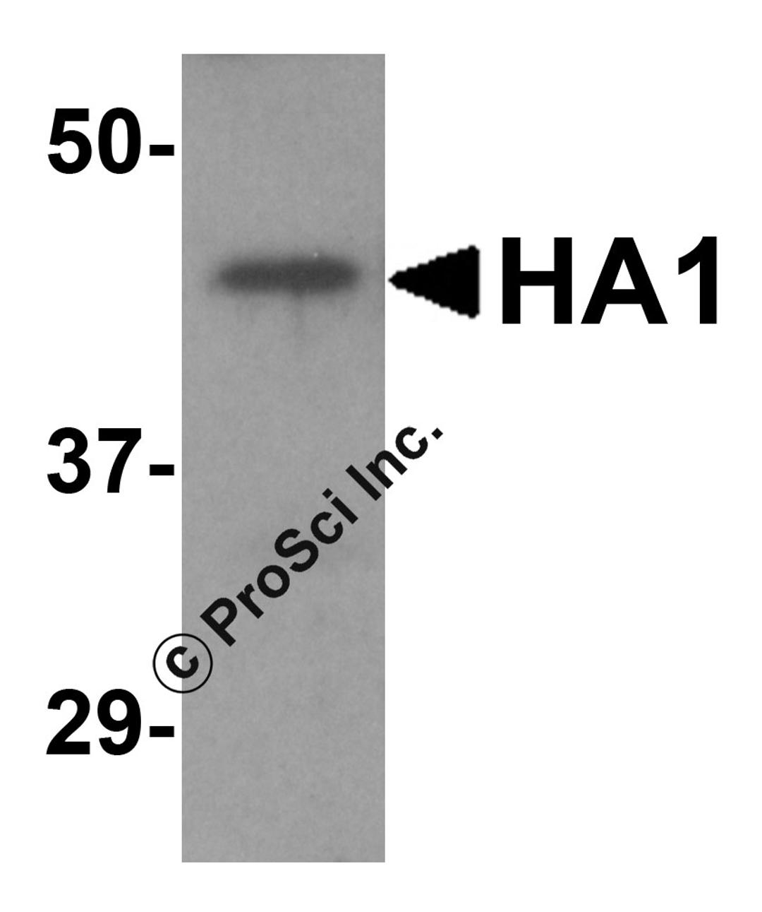 Western blot analysis of 5 ng of recombinant HA1 with Avian Influenza Hemagglutinin 2 antibody at 1 μg/mL.
