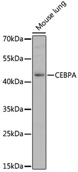 Western blot - CEBPA antibody (A0904)