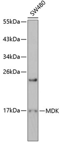 Western blot - MDK antibody (A0251)