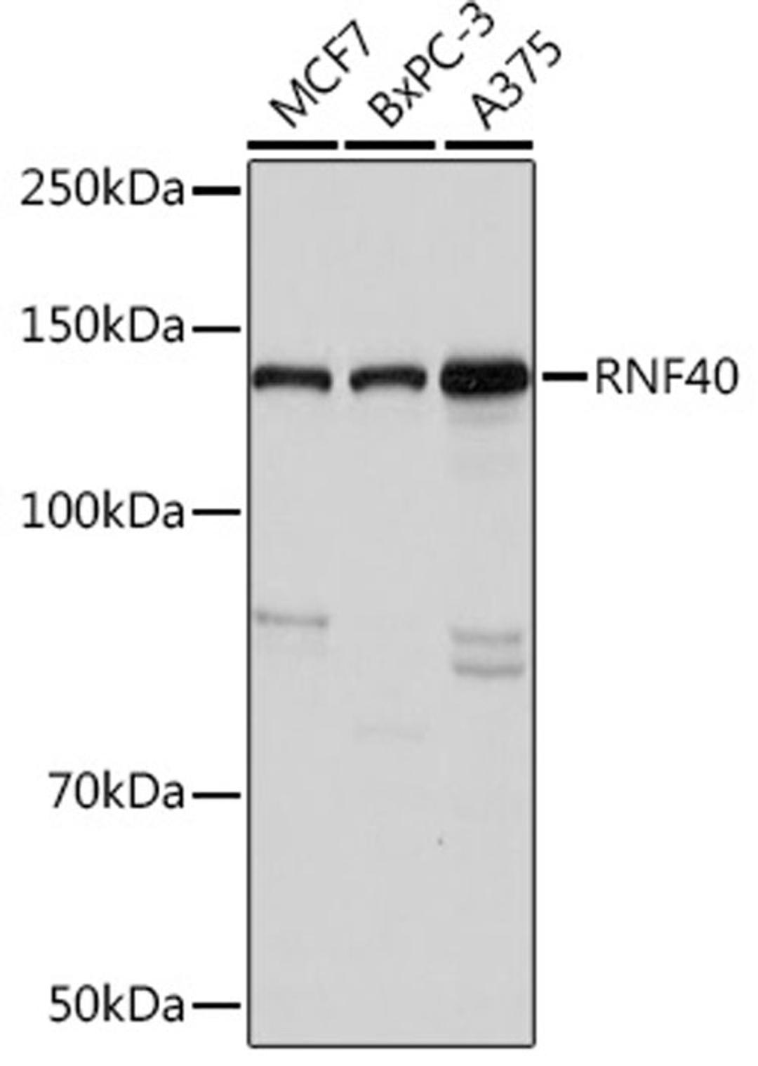 Western blot - RNF40 Rabbit mAb (A9598)