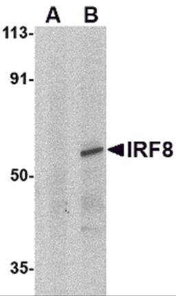 Western blot analysis of IRF8 in human thymus tissue lysate with IRF8 antibody at 1μg/mL in (A) the presence and (B) absence of blocking peptide.