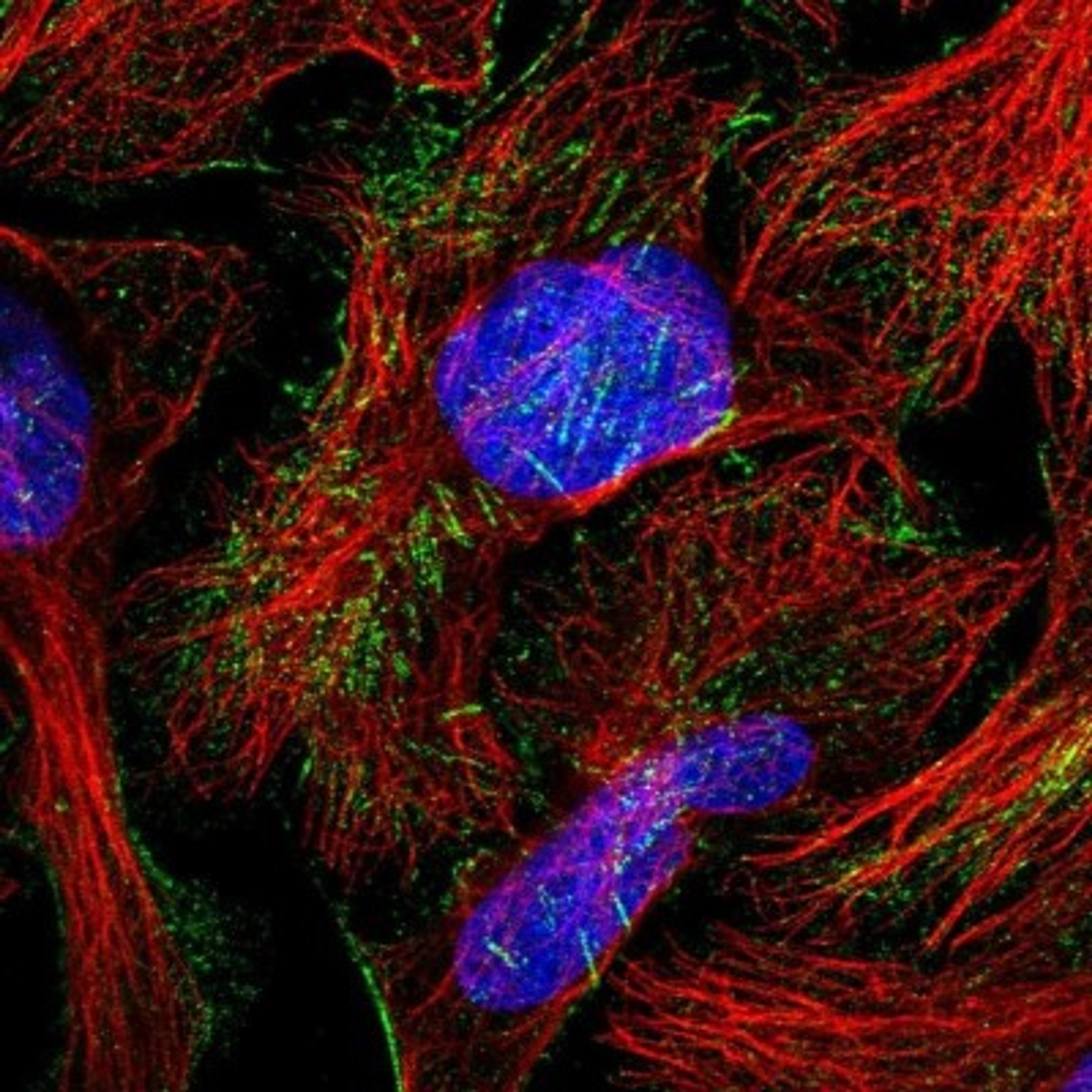 Immunocytochemistry/Immunofluorescence: TCTN1 Antibody [NBP1-83623] - Staining of human cell line U-2 OS shows positivity in nucleus but not nucleoli & cytoskeleton (actin filaments).