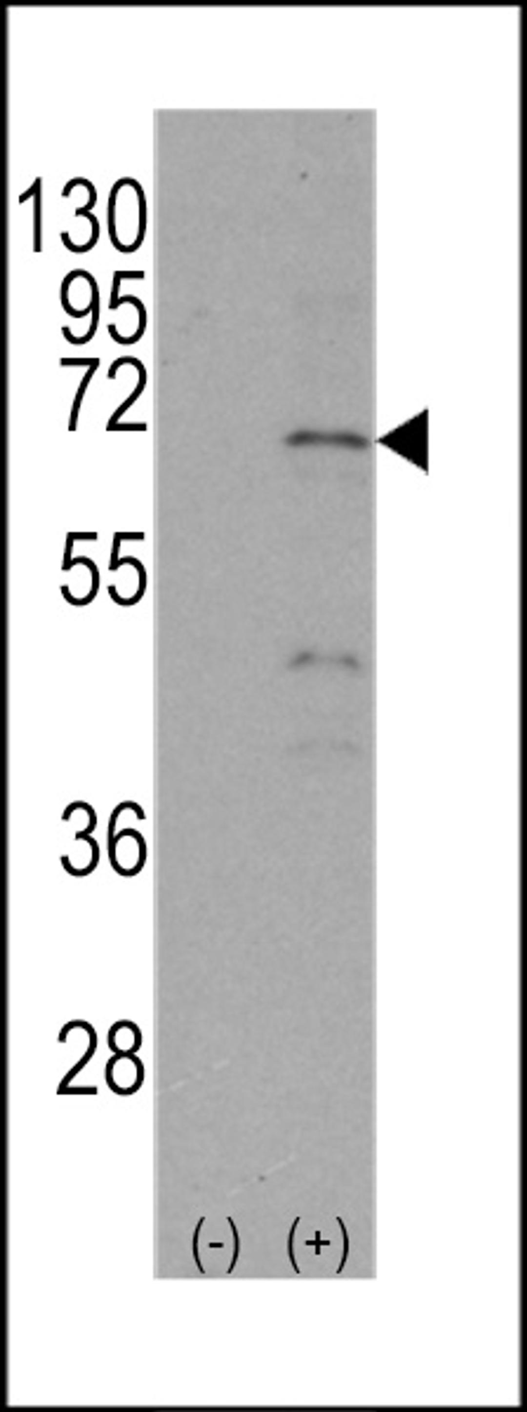 Western blot analysis of NR4A1 using rabbit polyclonal NR4A1 Antibody (S351) using 293 cell lysates (2 ug/lane) either nontransfected (Lane 1) or transiently transfected with the NR4A1 gene (Lane 2).