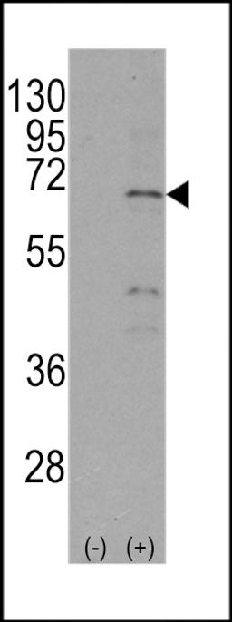 Western blot analysis of NR4A1 using rabbit polyclonal NR4A1 Antibody (S351) using 293 cell lysates (2 ug/lane) either nontransfected (Lane 1) or transiently transfected with the NR4A1 gene (Lane 2).