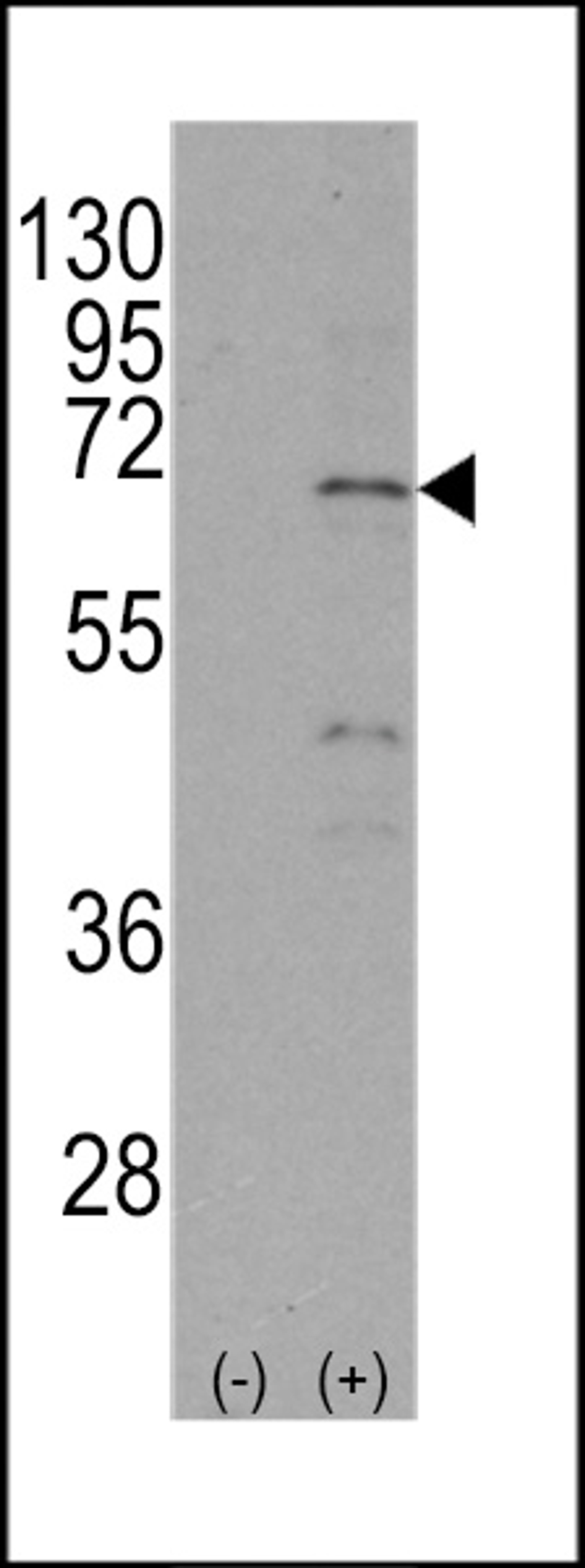 Western blot analysis of NR4A1 using rabbit polyclonal NR4A1 Antibody (S351) using 293 cell lysates (2 ug/lane) either nontransfected (Lane 1) or transiently transfected with the NR4A1 gene (Lane 2).