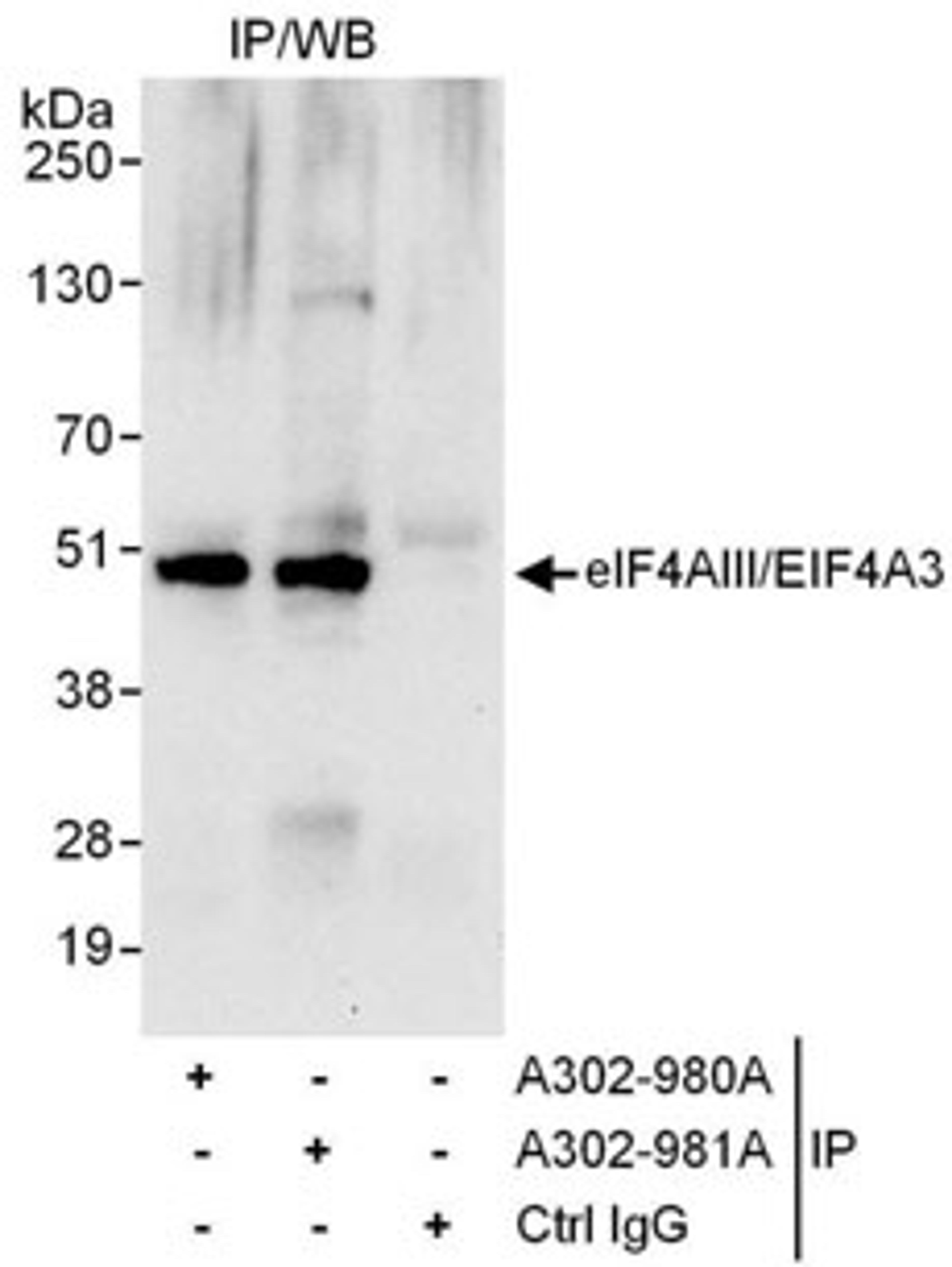 Detection of human eIF4AIII/EIF4A3 by western blot of immunoprecipitates.