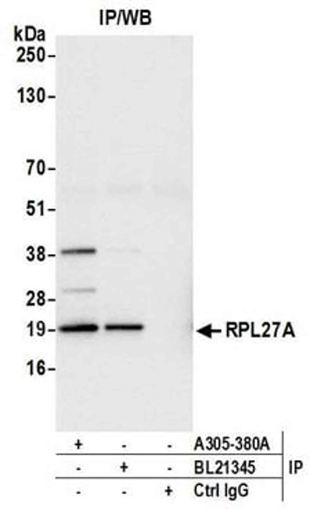 Detection of human RPL27A by western blot of immunoprecipitates.