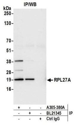 Detection of human RPL27A by western blot of immunoprecipitates.