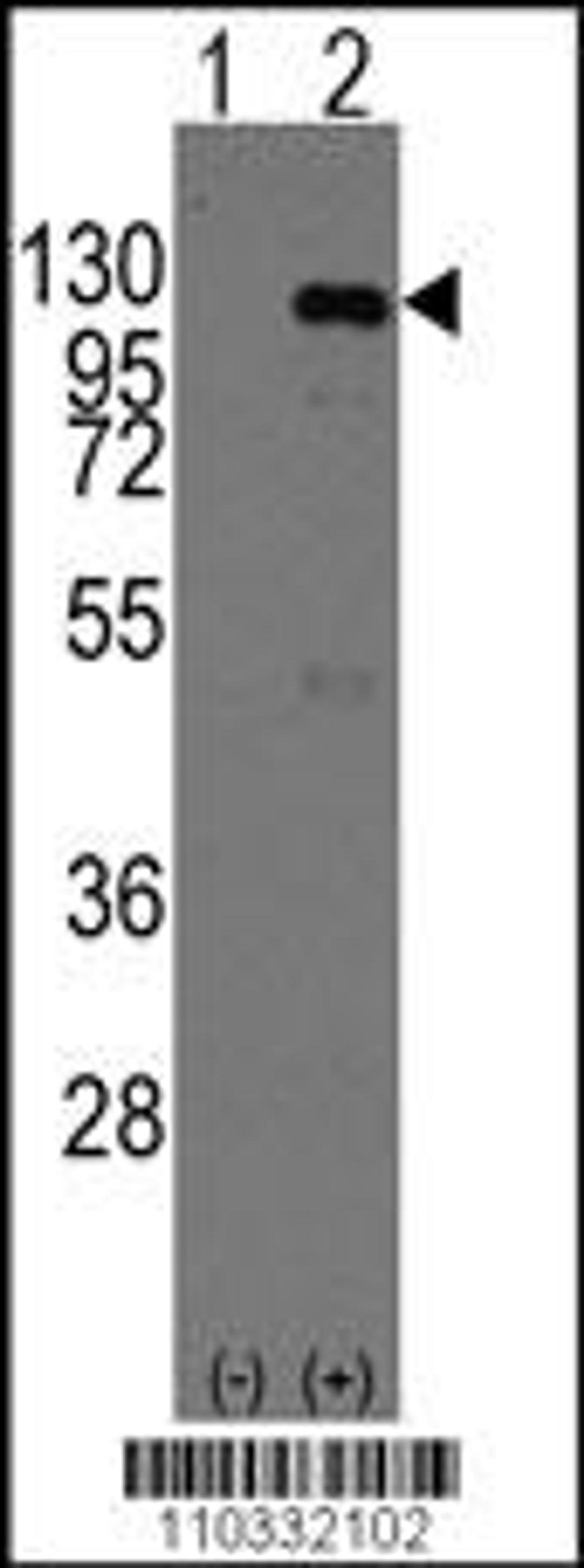 Western blot analysis of CASC3 using rabbit polyclonal CASC3 Antibody (Mouse C-term) using 293 cell lysates (2 ug/lane) either nontransfected (Lane 1) or transiently transfected with the CASC3 gene (Lane 2).