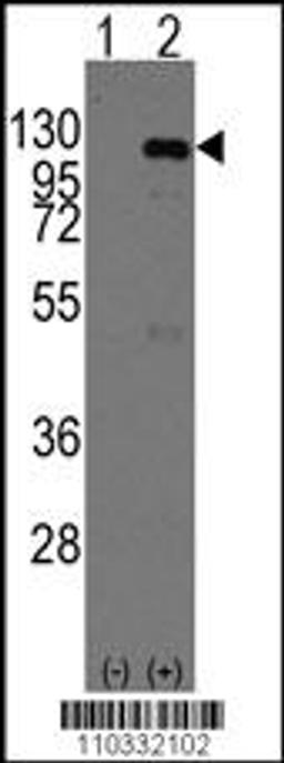 Western blot analysis of CASC3 using rabbit polyclonal CASC3 Antibody (Mouse C-term) using 293 cell lysates (2 ug/lane) either nontransfected (Lane 1) or transiently transfected with the CASC3 gene (Lane 2).