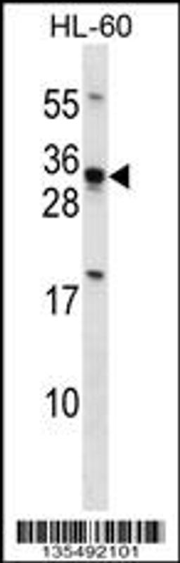 Western blot analysis in HL-60 cell line lysates (35ug/lane).