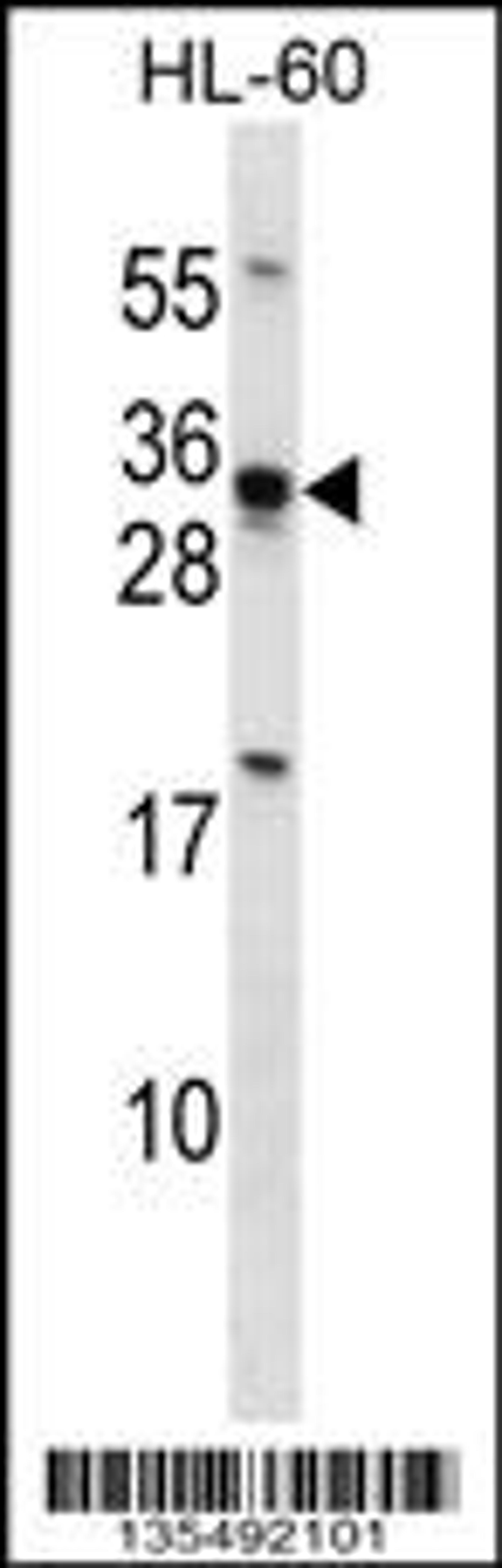 Western blot analysis in HL-60 cell line lysates (35ug/lane).