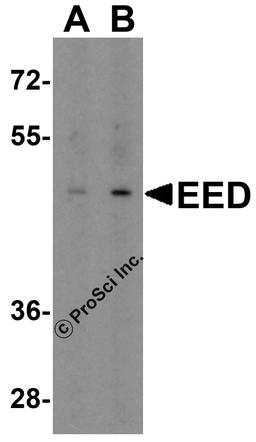 Western blot analysis of EED in human heart tissue lysate with EED antibody at (A) 1 and (B) 2 μg/mL.
