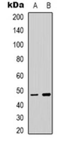 Western blot analysis of TCFL5 expression in HepG2 (Lane 1), RAW264.7 (Lane 2) whole cell lysates using TCFL5 antibody