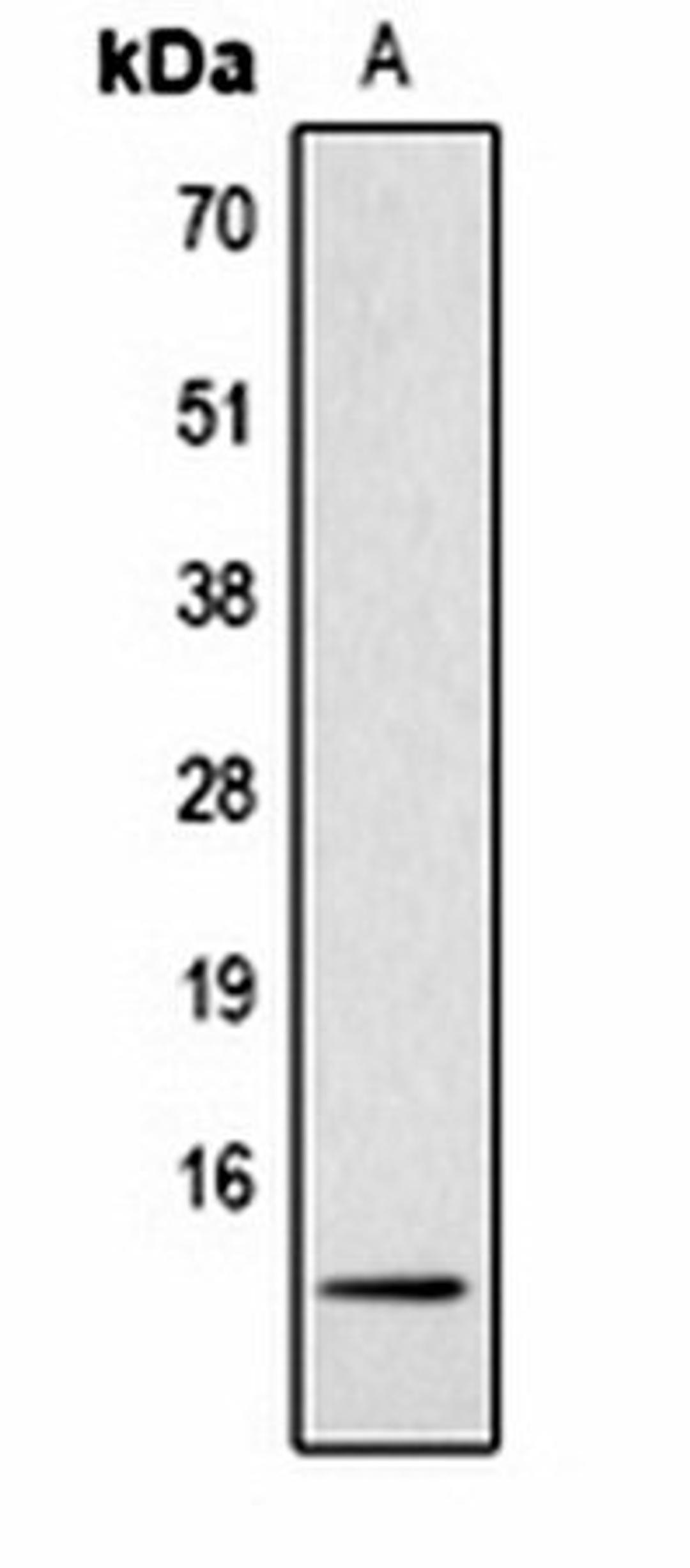 Western blot analysis of  Hela (Lane1) whole cell lysates using Histone H4 (MonoMethyl R3) antibody