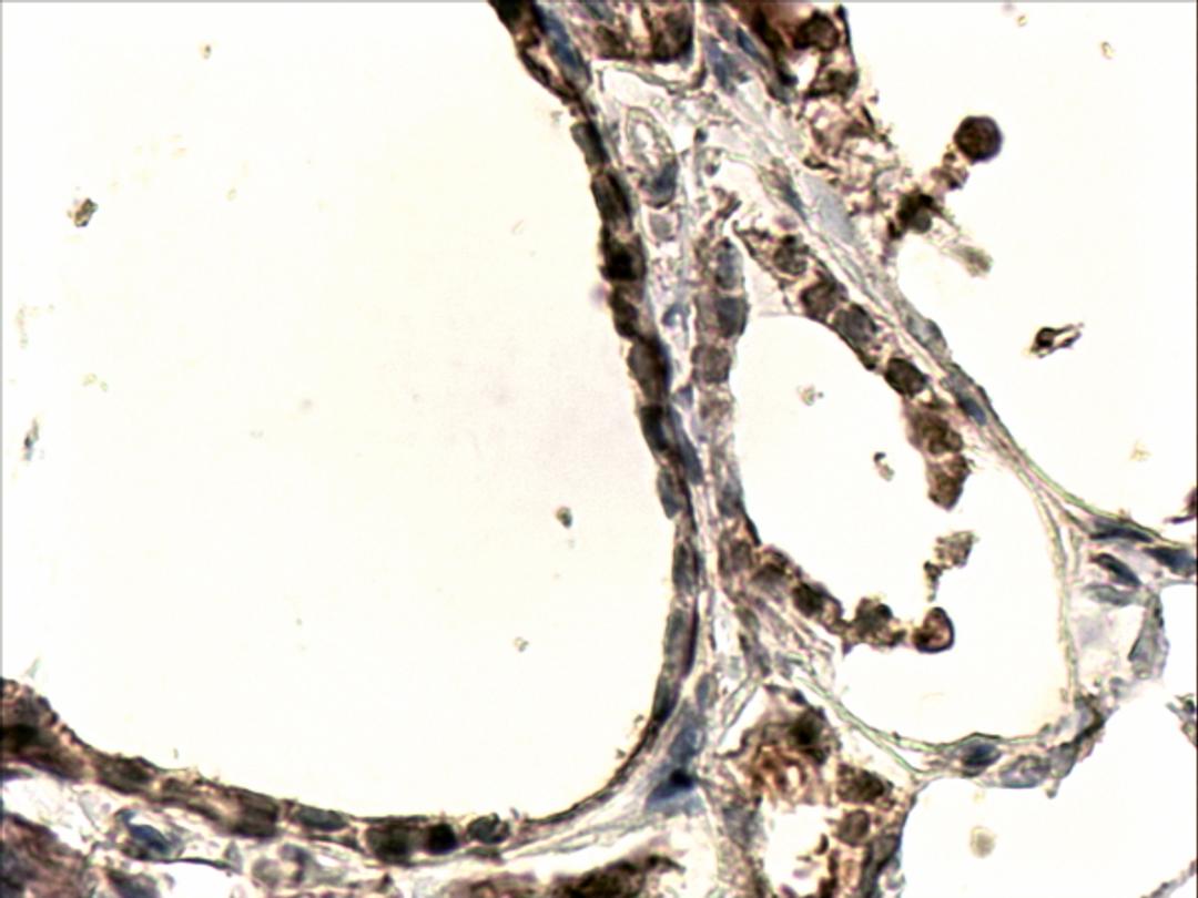 45-501 (4ug/ml) staining of paraffin embedded Human Thyroid Gland. Steamed antigen retrieval with Tris/EDTA buffer pH 9, HRP-staining.