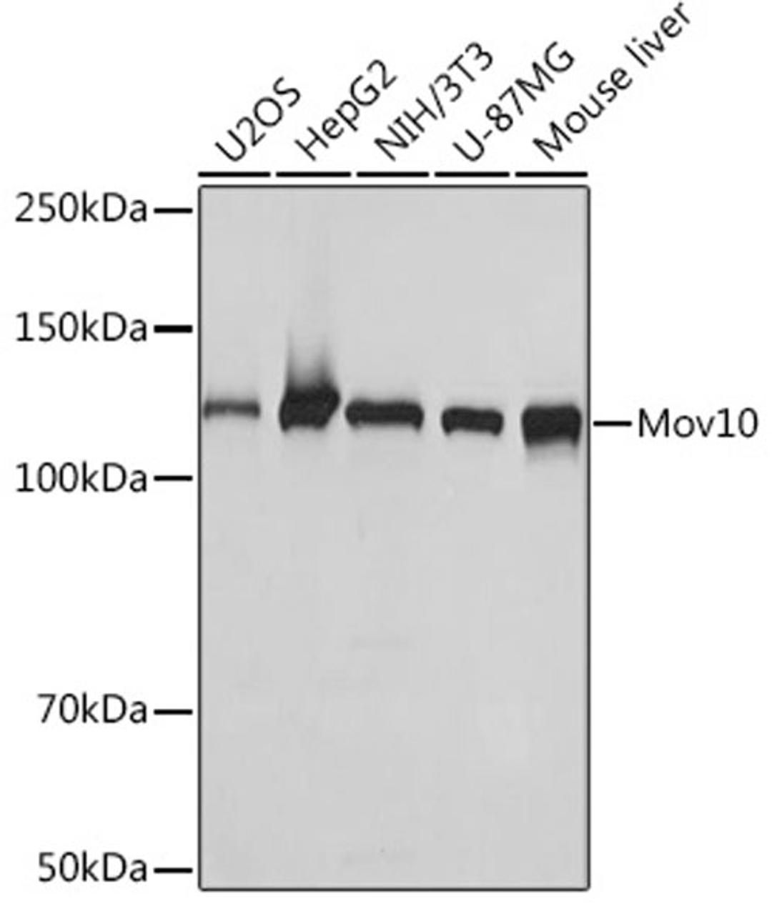 Western blot - Mov10 Rabbit mAb (A7227)