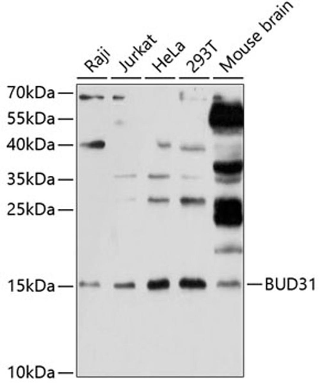 Western blot - BUD31 antibody (A12205)