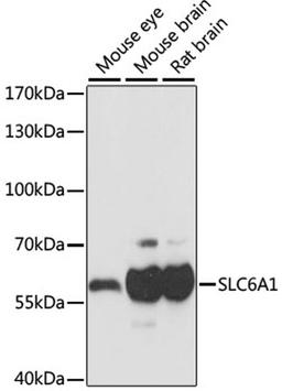 Western blot - SLC6A1 antibody (A15099)